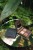INIKA Organic Quad Eyeshadow Palette FLOWERS on a round mirror among green leaves.